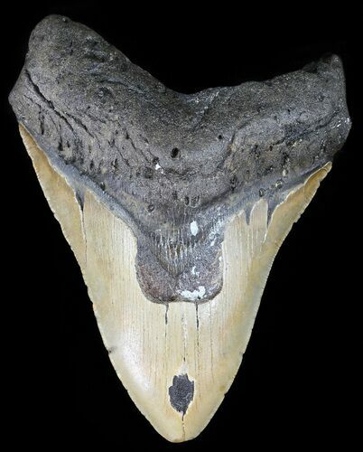 Bargain, Megalodon Tooth - North Carolina #51001